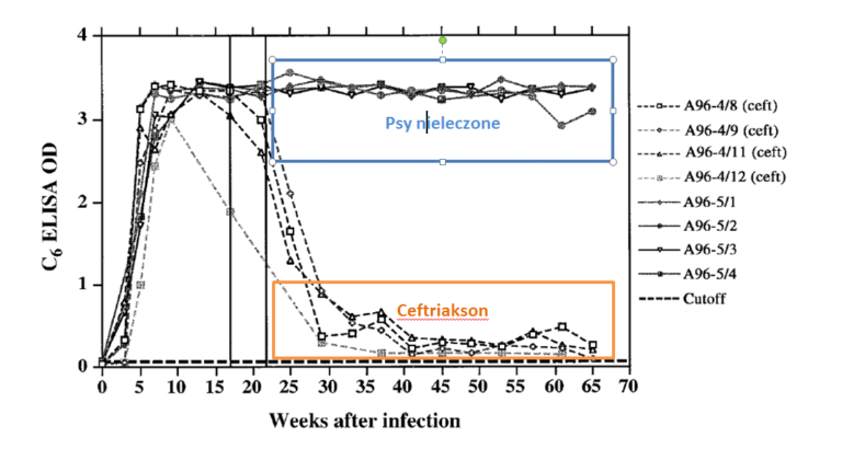 Dynamika przeciwciał anty-VlsE (fragment C6) u chorych na boreliozę psów po wdrożeniu antybiotykoterapii (Philipp et al. (2001))