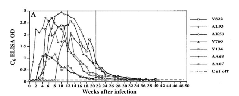 Dynamika przeciwciał anty-VlsE (fragment C6) u chorych na boreliozę rezusów po wdrożeniu antybiotykoterapii (Philipp et al. (2001)).