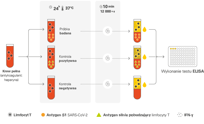 Zasada działania testu EUROIMMUN Quan-T-Cell SARS-CoV-2