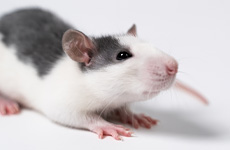Diagnostyka weterynaryjna dla myszy