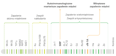 EUROLINE Autoimmune Inflammatory Myopathies 20 Ag (IgG)